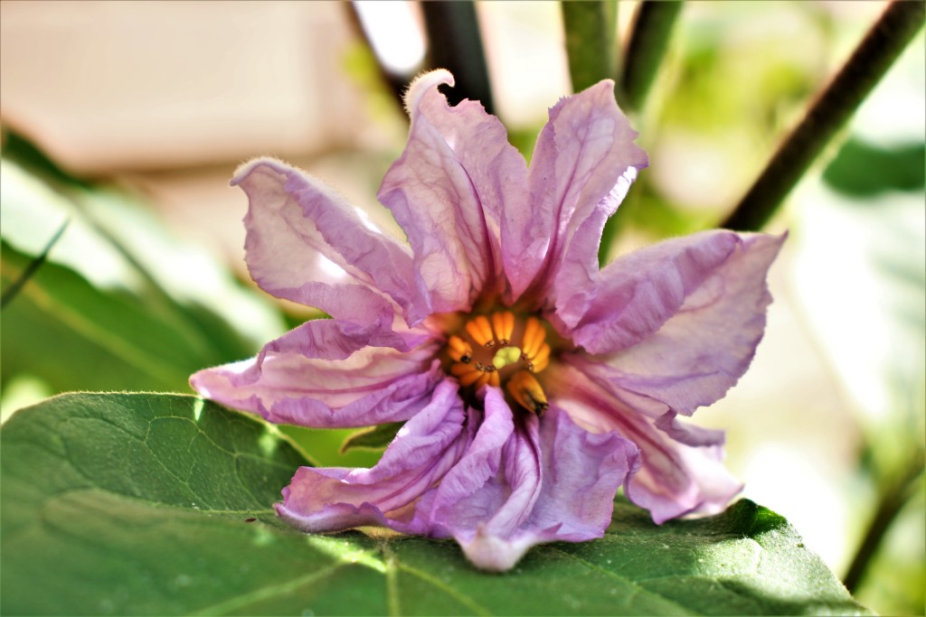 flor de calabaza4