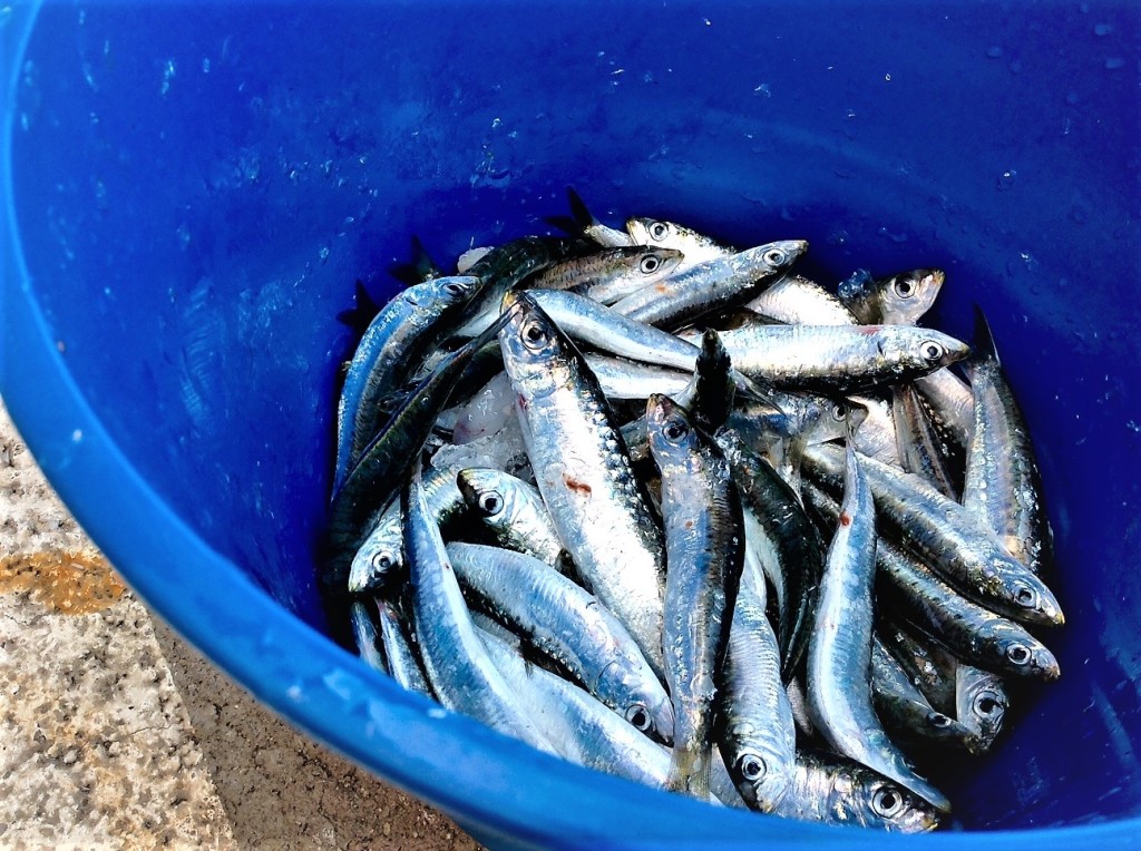 cazuela de sardinas 3