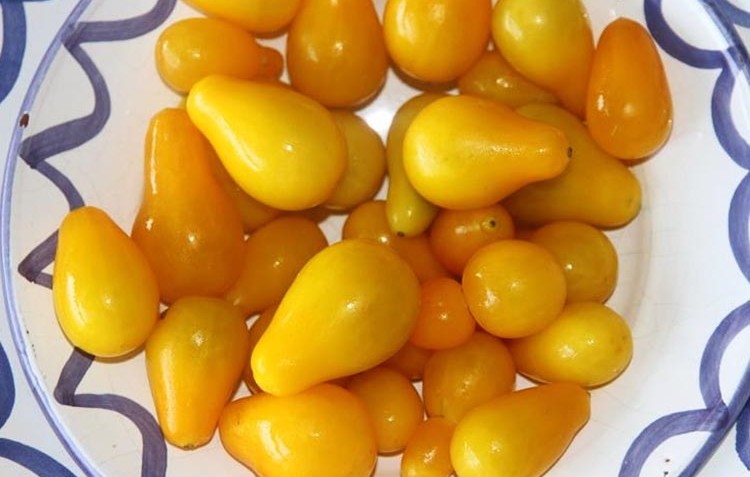 Tomate-amarillo-de-pera-mini-de-Bizkaia