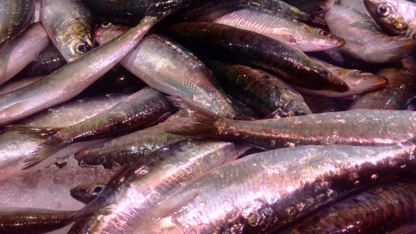 sardinas 1